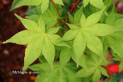 - Acer palmatum 'Osakazuki' Japanese Maple - Mr Maple │ Buy Japanese Maple Trees