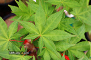 - Acer palmatum 'Osakazuki' Japanese Maple - Mr Maple │ Buy Japanese Maple Trees