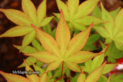 - Acer palmatum 'Osakazuki' Japanese Maple - Mr Maple │ Buy Japanese Maple Trees