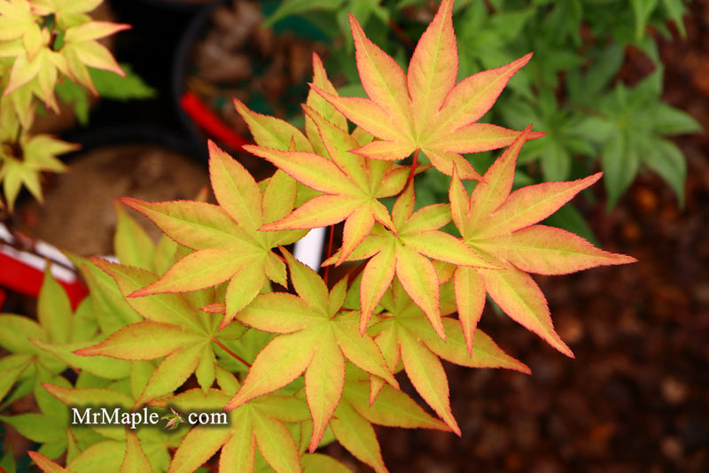 - Acer palmatum 'Osakazuki' Japanese Maple - Mr Maple │ Buy Japanese Maple Trees