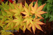 - Acer palmatum 'Osakazuki' Japanese Maple - Mr Maple │ Buy Japanese Maple Trees