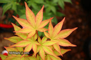 - Acer palmatum 'Osakazuki' Japanese Maple - Mr Maple │ Buy Japanese Maple Trees