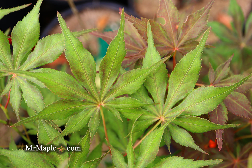 FOR PICKUP ONLY | Acer palmatum 'Will's Devine' Japanese Maple | DOES NOT SHIP