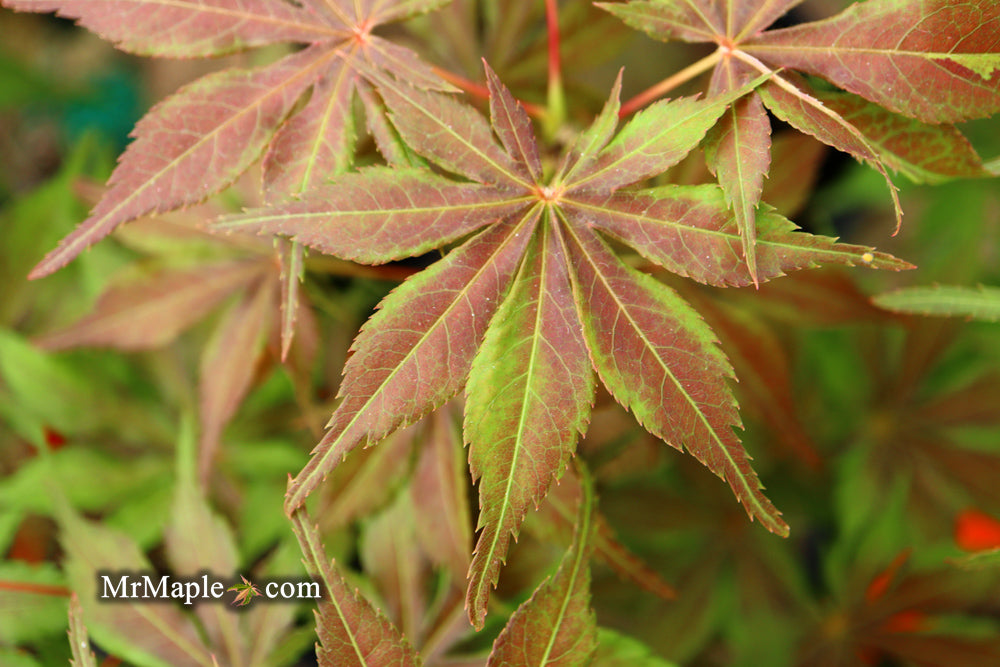 Acer palmatum 'Will's Devine' Japanese Maple