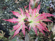 - Acer palmatum 'Firefly' Japanese Maple - Mr Maple │ Buy Japanese Maple Trees