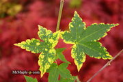 - Acer palmatum 'Sagara nishiki' Japanese Maple - Mr Maple │ Buy Japanese Maple Trees