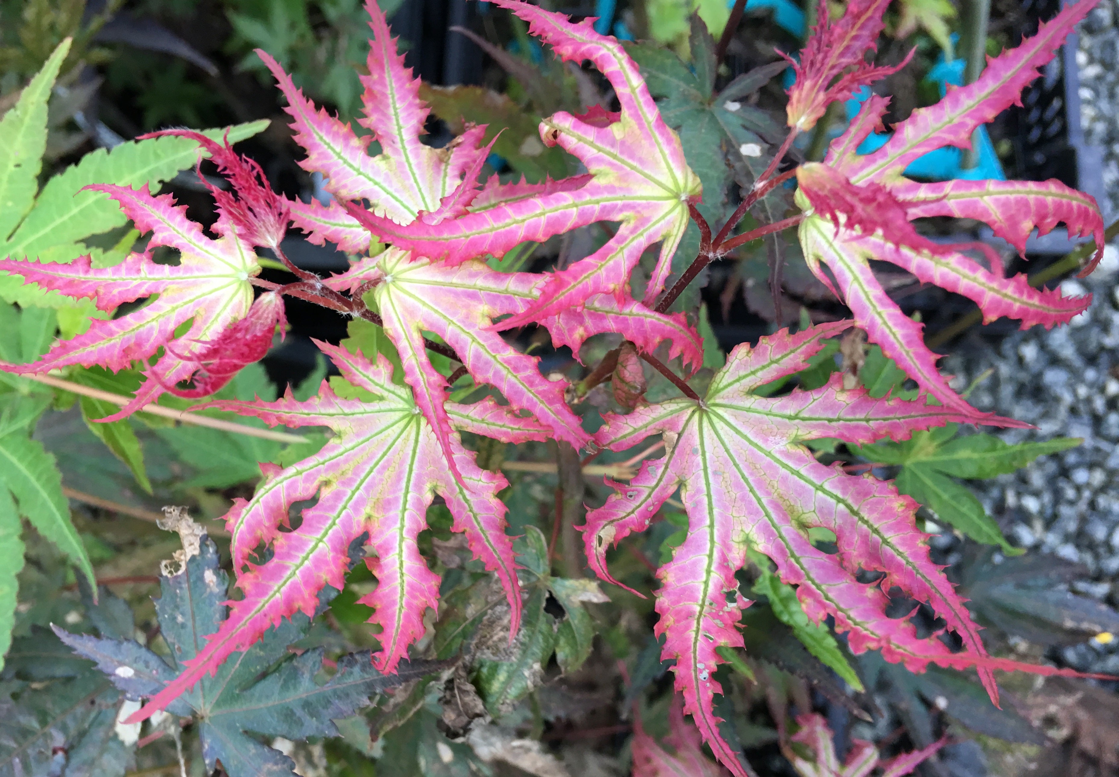 Buy Acer palmatum 'Firefly' Japanese Maple — Mr Maple │ Buy Japanese ...