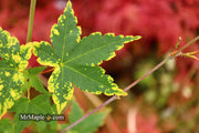 - Acer palmatum 'Sagara nishiki' Japanese Maple - Mr Maple │ Buy Japanese Maple Trees