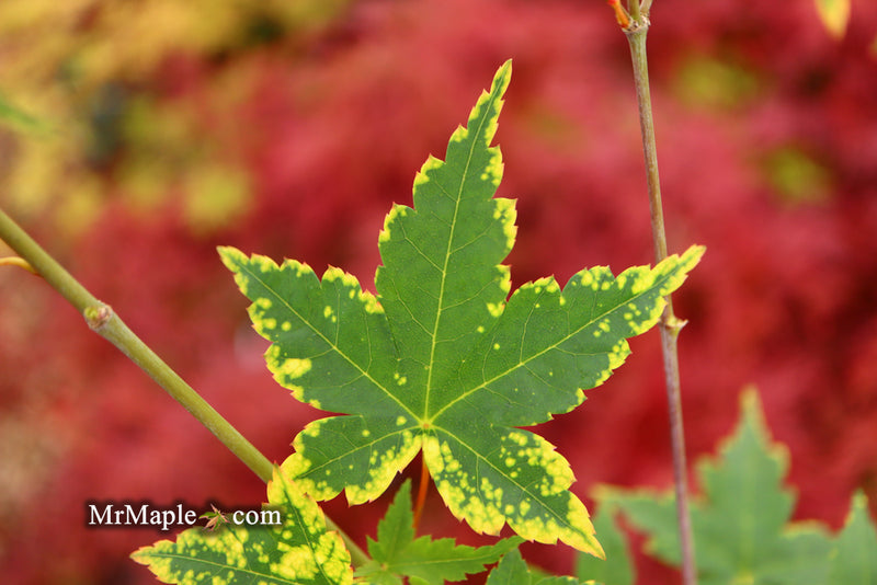 - Acer palmatum 'Sagara nishiki' Japanese Maple - Mr Maple │ Buy Japanese Maple Trees