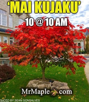 - Acer japonicum 'Mai kujaku' Dancing Peacock Japanese Maple - Mr Maple │ Buy Japanese Maple Trees