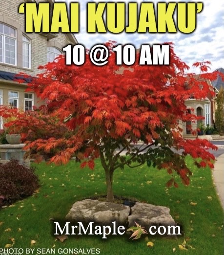 - Acer japonicum 'Mai kujaku' Dancing Peacock Japanese Maple - Mr Maple │ Buy Japanese Maple Trees