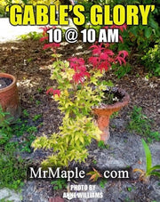 - Acer palmatum 'Gable's Glory' Chameleon Japanese Maple - Mr Maple │ Buy Japanese Maple Trees