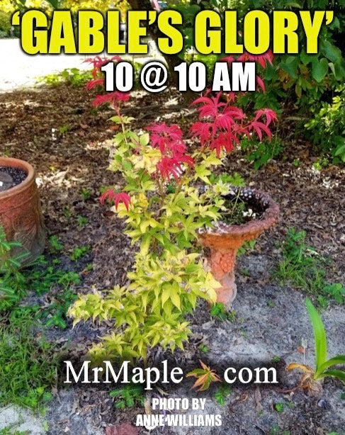 - Acer palmatum 'Gable's Glory' Chameleon Japanese Maple - Mr Maple │ Buy Japanese Maple Trees