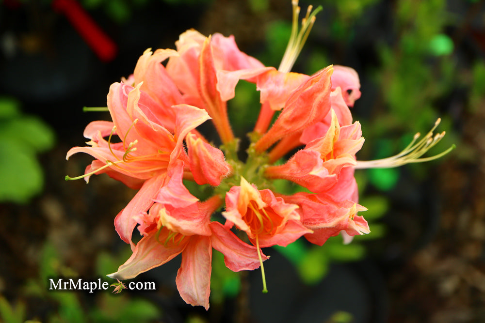 Azalea 'Vineland #13’ Red Flowering Azalea Native