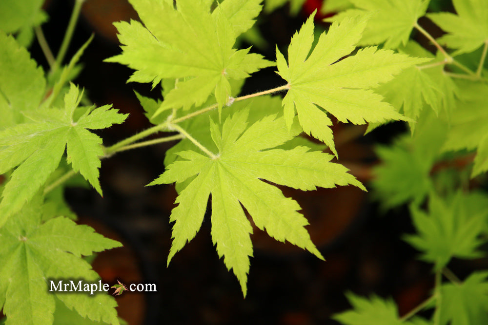 Acer sieboldianum 'Ookisha' Japanese Maple