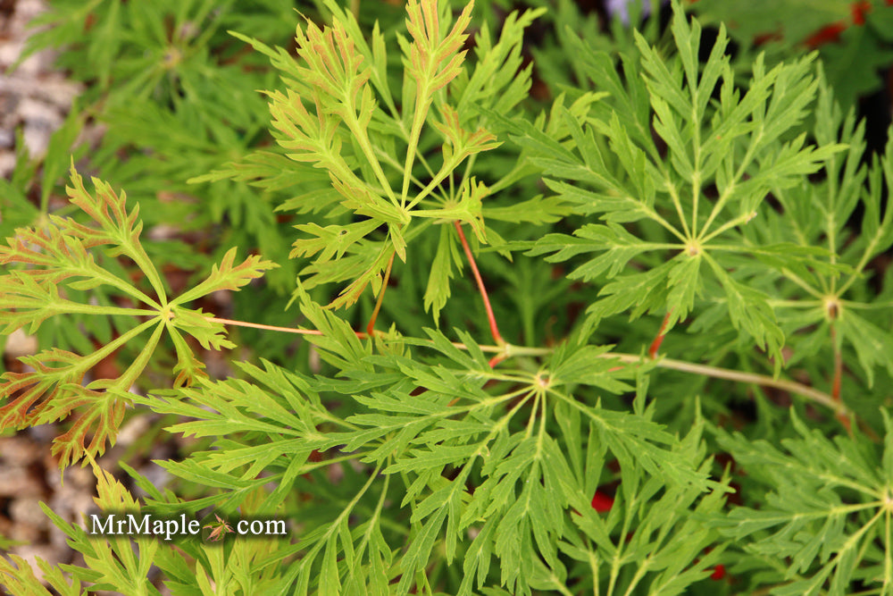 Acer japonicum 'Branford Beauty' Full Moon Japanese Maple