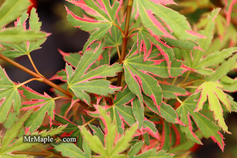 Acer palmatum 'Pink Princess' Dwarf Pink Variegated Japanese Maple