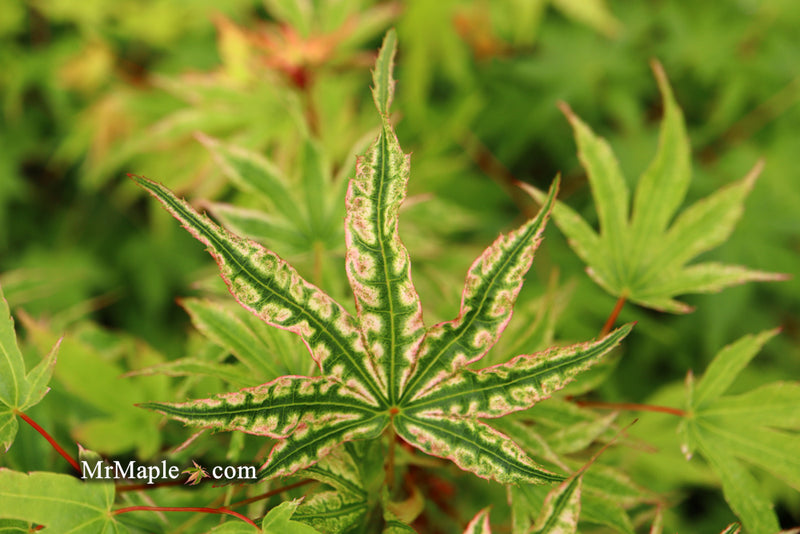 - Acer palmatum 'Ikandi' Japanese Maple - Mr Maple │ Buy Japanese Maple Trees