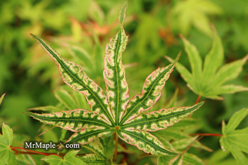 - Acer palmatum 'Ikandi' Japanese Maple - Mr Maple │ Buy Japanese Maple Trees