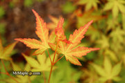 - Acer palmatum 'Kristin's Star' Japanese Maple - Mr Maple │ Buy Japanese Maple Trees