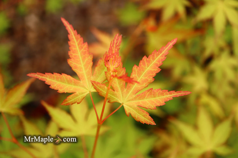 - Acer palmatum 'Kristin's Star' Japanese Maple - Mr Maple │ Buy Japanese Maple Trees