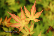 - Acer palmatum 'Kristin's Star' Japanese Maple - Mr Maple │ Buy Japanese Maple Trees