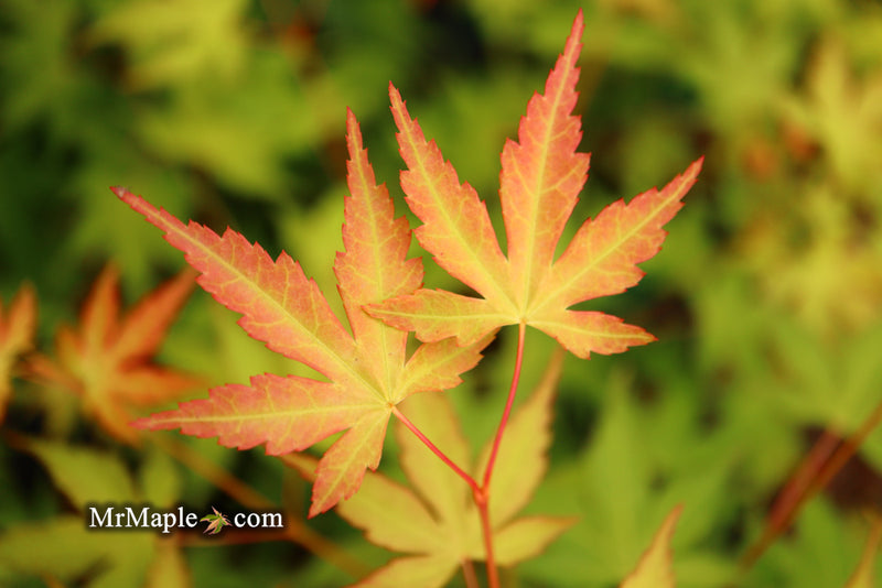 - Acer palmatum 'Kristin's Star' Japanese Maple - Mr Maple │ Buy Japanese Maple Trees