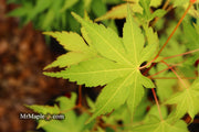 - Acer palmatum 'Kristin's Star' Japanese Maple - Mr Maple │ Buy Japanese Maple Trees
