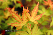 - Acer palmatum 'Kristin's Star' Japanese Maple - Mr Maple │ Buy Japanese Maple Trees