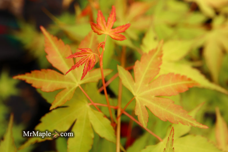 - Acer palmatum 'Kristin's Star' Japanese Maple - Mr Maple │ Buy Japanese Maple Trees