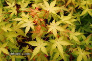 - Acer palmatum 'Golden Falls' Weeping Golden Japanese Maple - Mr Maple │ Buy Japanese Maple Trees