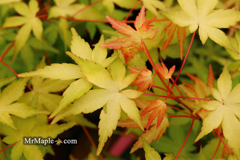 - Acer palmatum 'Golden Falls' Weeping Golden Japanese Maple - Mr Maple │ Buy Japanese Maple Trees