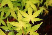 - Acer palmatum 'Golden Falls' Weeping Golden Japanese Maple - Mr Maple │ Buy Japanese Maple Trees