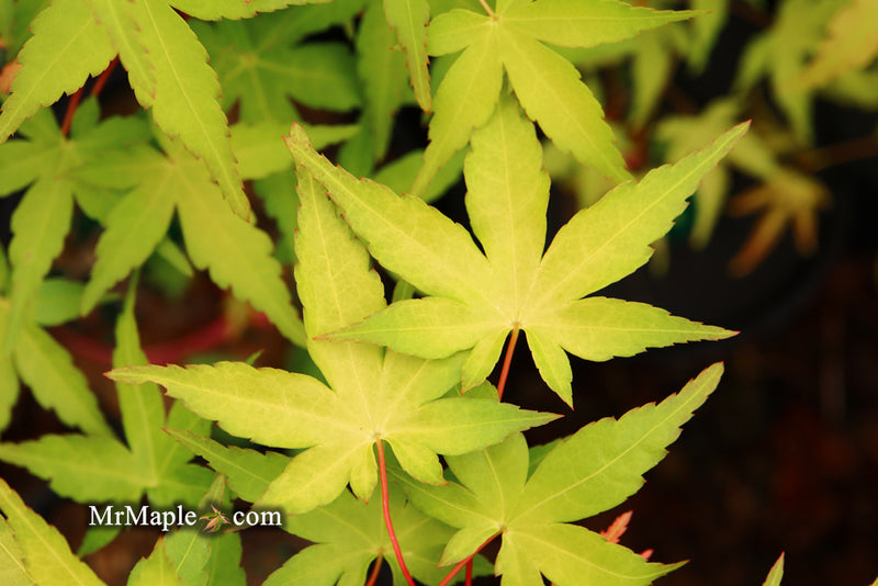 - Acer palmatum 'Golden Falls' Weeping Golden Japanese Maple - Mr Maple │ Buy Japanese Maple Trees