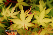 - Acer palmatum 'Golden Falls' Weeping Golden Japanese Maple - Mr Maple │ Buy Japanese Maple Trees
