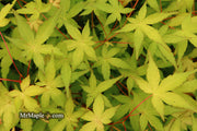 - Acer palmatum 'Golden Falls' Weeping Golden Japanese Maple - Mr Maple │ Buy Japanese Maple Trees