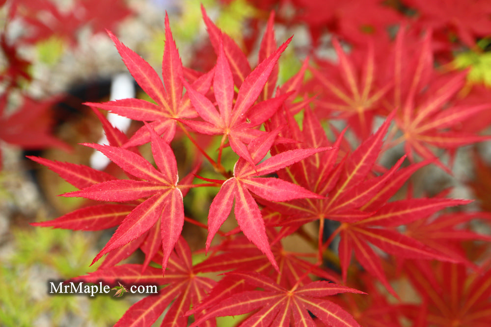 Acer palmatum 'Jeannie's Dream' Japanese Maple