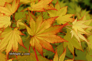 - Acer shirasawanum 'Jordan' Golden Full Moon Japanese Maple - Mr Maple │ Buy Japanese Maple Trees