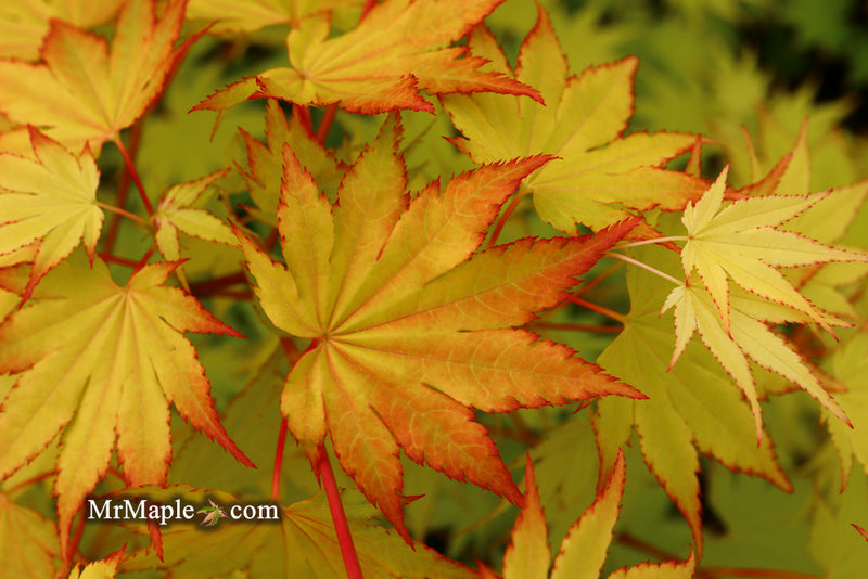 - Acer shirasawanum 'Jordan' Golden Full Moon Japanese Maple - Mr Maple │ Buy Japanese Maple Trees