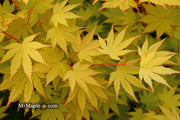 - Acer shirasawanum 'Jordan' Golden Full Moon Japanese Maple - Mr Maple │ Buy Japanese Maple Trees