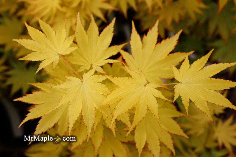 - Acer shirasawanum 'Jordan' Golden Full Moon Japanese Maple - Mr Maple │ Buy Japanese Maple Trees