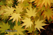 - Acer shirasawanum 'Jordan' Golden Full Moon Japanese Maple - Mr Maple │ Buy Japanese Maple Trees
