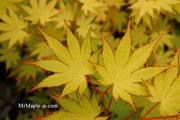 - Acer shirasawanum 'Jordan' Golden Full Moon Japanese Maple - Mr Maple │ Buy Japanese Maple Trees