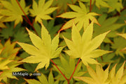 - Acer shirasawanum 'Jordan' Golden Full Moon Japanese Maple - Mr Maple │ Buy Japanese Maple Trees