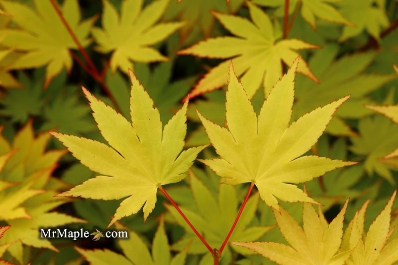 - Acer shirasawanum 'Jordan' Golden Full Moon Japanese Maple - Mr Maple │ Buy Japanese Maple Trees