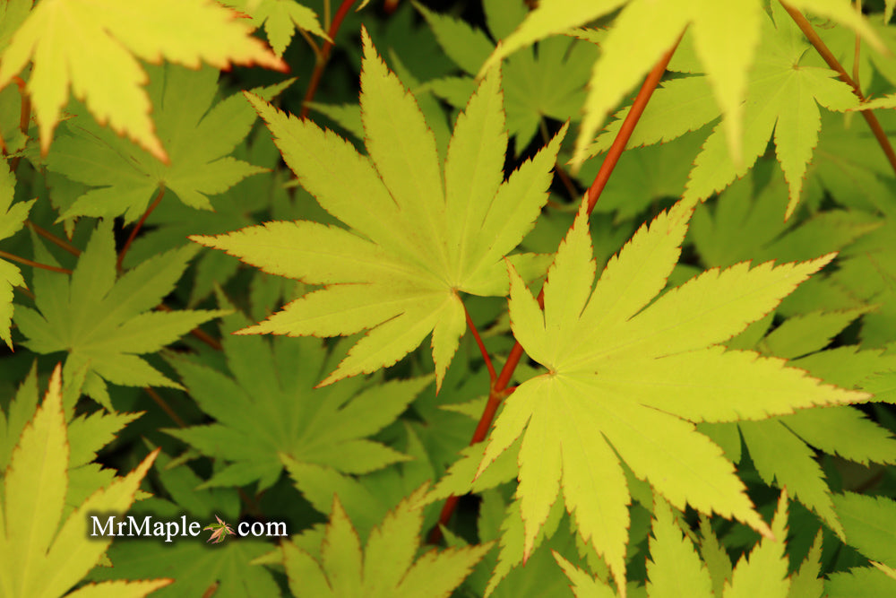 Acer shirasawanum 'Jordan' Golden Full Moon Japanese Maple