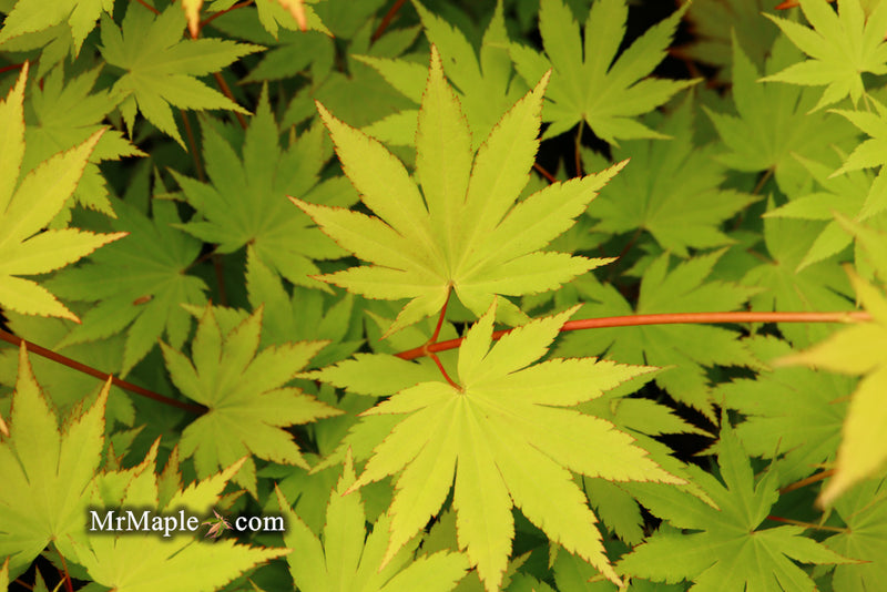 - Acer shirasawanum 'Jordan' Golden Full Moon Japanese Maple - Mr Maple │ Buy Japanese Maple Trees