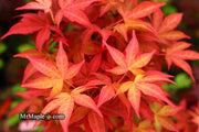 - Acer palmatum 'Gable's Glory' Chameleon Japanese Maple - Mr Maple │ Buy Japanese Maple Trees