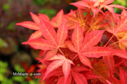 - Acer palmatum 'Gable's Glory' Chameleon Japanese Maple - Mr Maple │ Buy Japanese Maple Trees