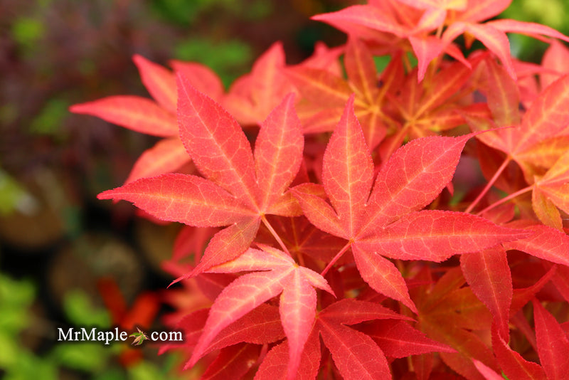 - Acer palmatum 'Gable's Glory' Chameleon Japanese Maple - Mr Maple │ Buy Japanese Maple Trees